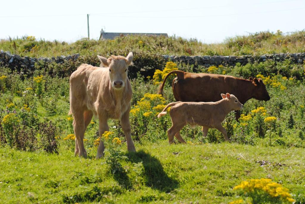 O'Connor'S Accommodation Doolin Dış mekan fotoğraf